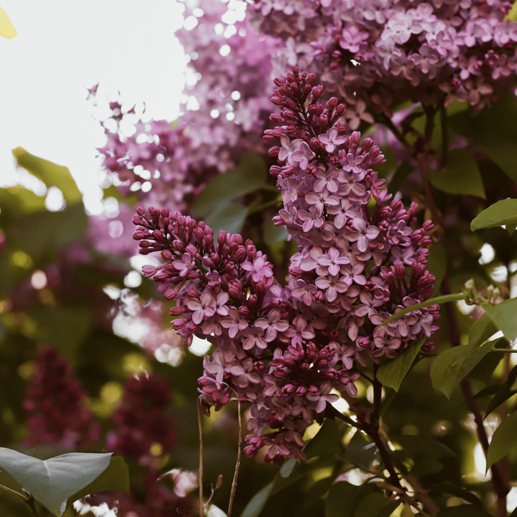 Spring lilac flowers for the annual flower communion service.