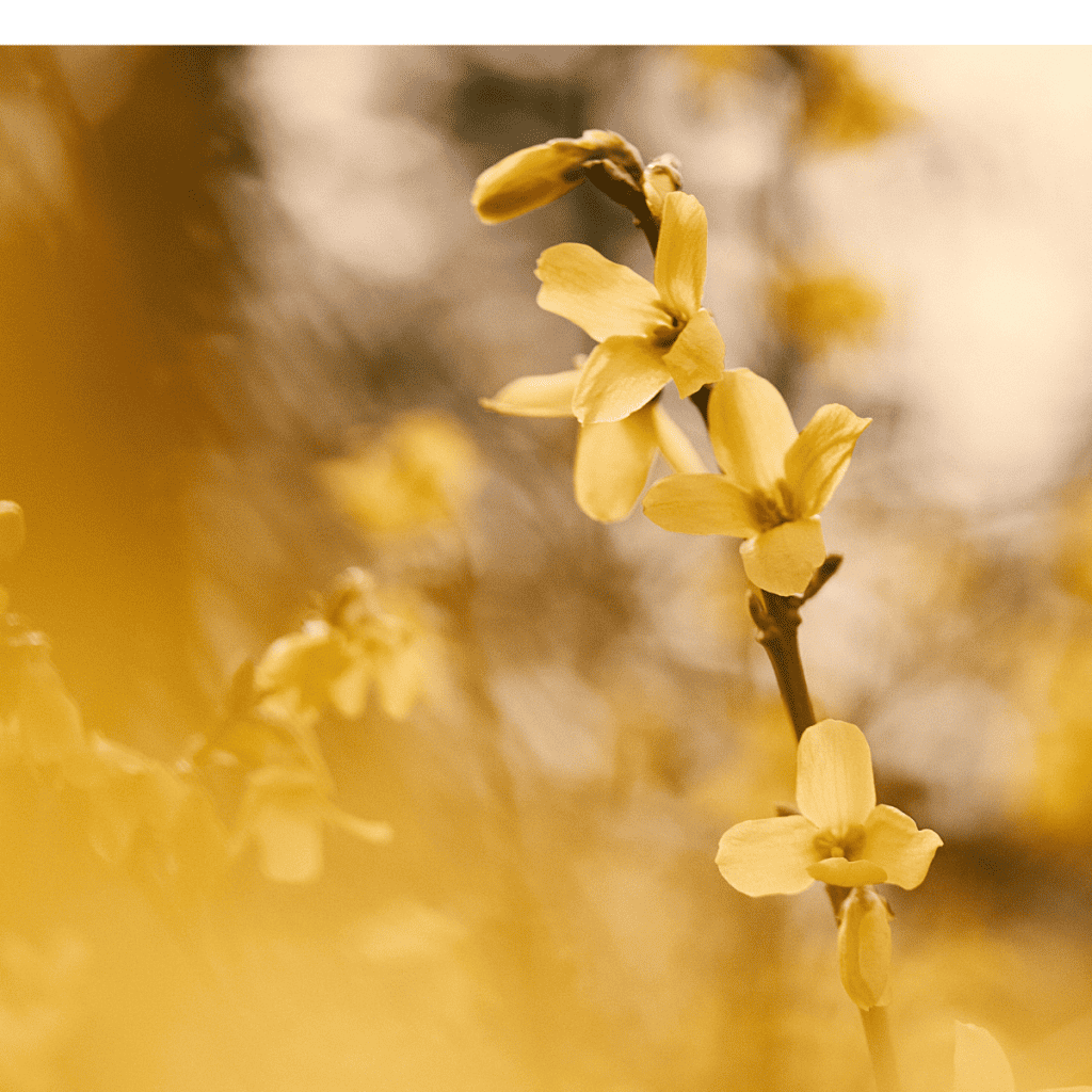 Spring flowers for the annual flower communion service.
