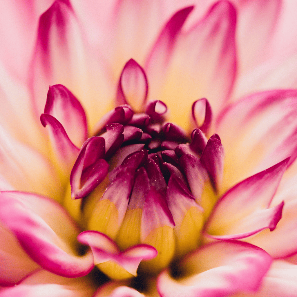 Spring flowers for the annual flower communion service.