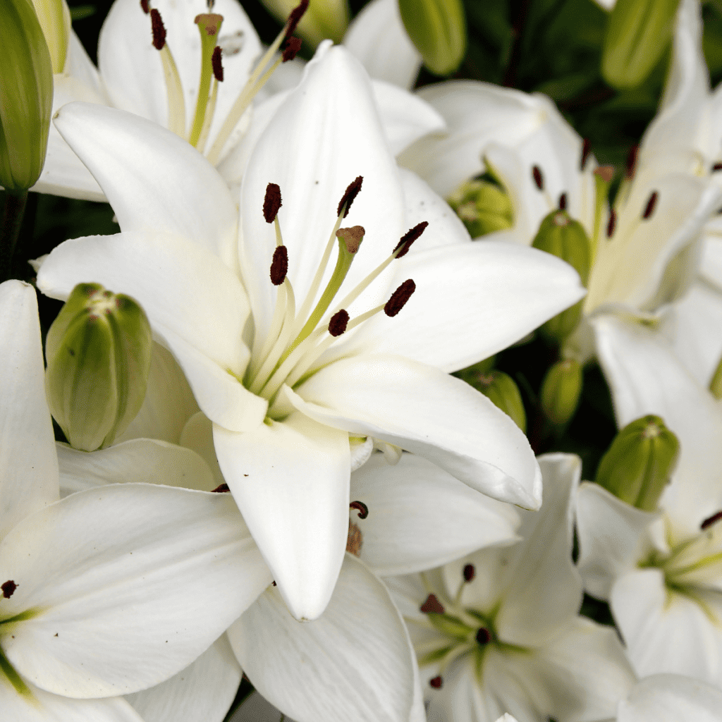 A bouquet of Easter lilies.