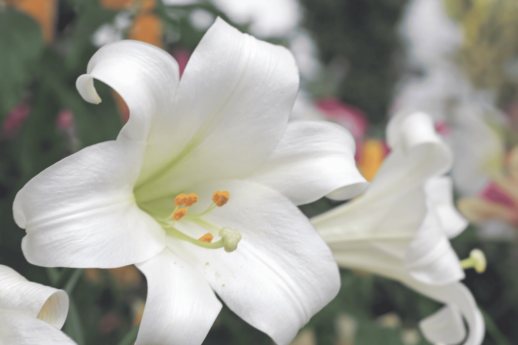 A close up of an Easter lily.
