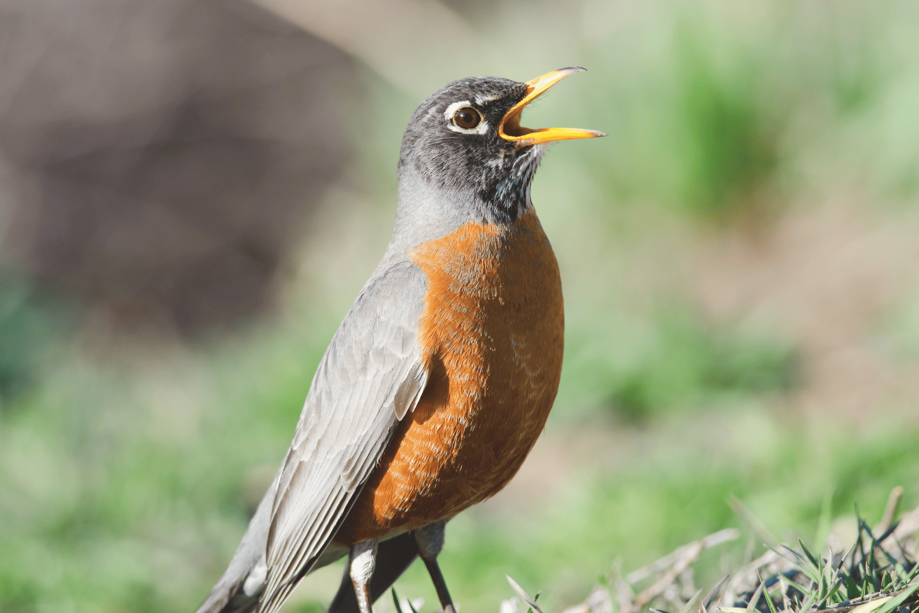 A spring robin singing his heart out.