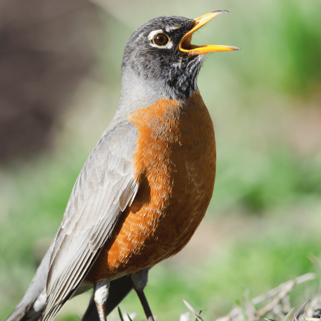 Robin singing in the grass.