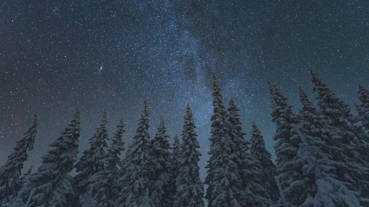 A collection of snow covered pines admist a blue winter sky full of stars.